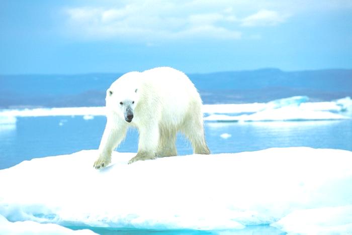 polar bear bgd