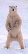 sar2bear.jpg (4000 bytes)