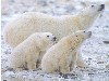 polar 3 sniffing.jpg (95000 bytes)